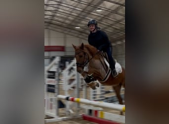 Poni clásico, Yegua, 5 años, 135 cm, Alazán