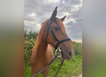 Poni clásico, Yegua, 5 años, 135 cm, Alazán