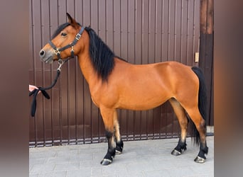 Poni clásico, Yegua, 5 años, 135 cm, Castaño