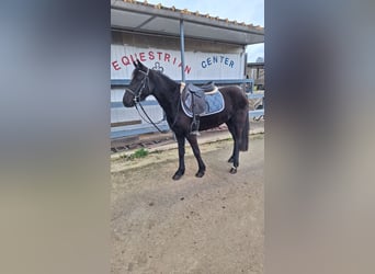 Poni clásico, Yegua, 5 años, 139 cm, Negro