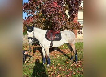 Poni clásico, Yegua, 5 años, 146 cm, Tordo