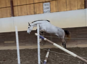 Poni clásico, Yegua, 5 años, 146 cm, Tordo