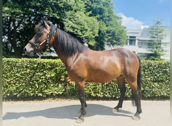 Poni clásico, Yegua, 7 años, 125 cm, Castaño oscuro