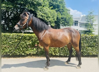 Poni clásico, Yegua, 8 años, 125 cm, Castaño oscuro
