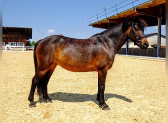 Poni clásico, Yegua, 8 años, 125 cm, Castaño oscuro