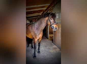 Poni clásico, Yegua, 8 años, 125 cm, Castaño oscuro