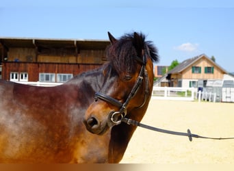 Poni clásico, Yegua, 8 años, 125 cm, Castaño oscuro
