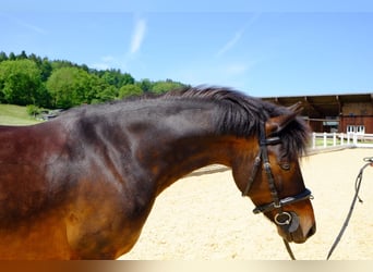 Poni clásico, Yegua, 8 años, 125 cm, Castaño oscuro