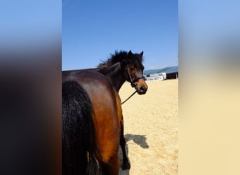 Poni clásico, Yegua, 8 años, 125 cm, Castaño oscuro