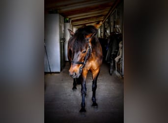 Poni clásico, Yegua, 8 años, 125 cm, Castaño oscuro