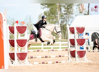 Poni clásico, Yegua, 8 años, 144 cm, Cremello
