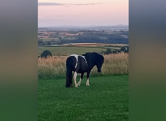 Poni clásico Mestizo, Yegua, 9 años, 105 cm, White/Blanco