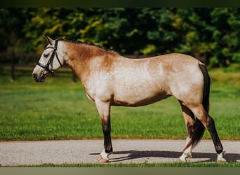 Poni clásico, Yegua, 9 años, 146 cm, Buckskin/Bayo