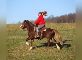 Poni cuarto de milla, Caballo castrado, 10 años, 122 cm, Ruano alazán