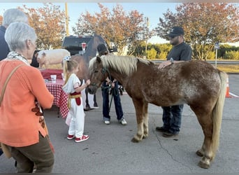 Poni cuarto de milla, Caballo castrado, 10 años, 130 cm, Alazán rojizo