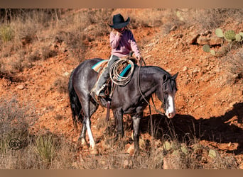 Poni cuarto de milla, Caballo castrado, 10 años, 130 cm, Negro