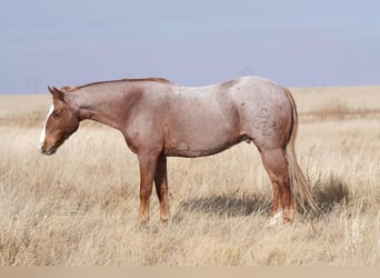 Poni cuarto de milla, Caballo castrado, 10 años, 132 cm, Ruano alazán