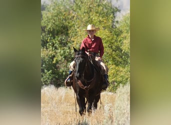 Poni cuarto de milla, Caballo castrado, 10 años, 137 cm, Negro