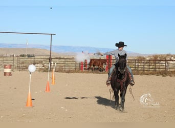Poni cuarto de milla, Caballo castrado, 10 años, 137 cm, Negro