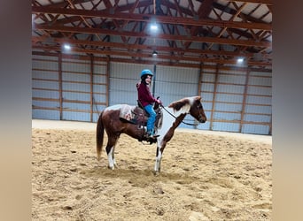 Poni cuarto de milla, Caballo castrado, 10 años, 142 cm, Tobiano-todas las-capas