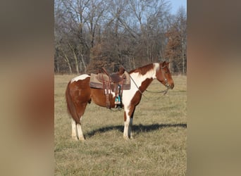 Poni cuarto de milla, Caballo castrado, 10 años, 142 cm, Tobiano-todas las-capas