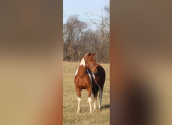 Poni cuarto de milla, Caballo castrado, 10 años, 142 cm, Tobiano-todas las-capas