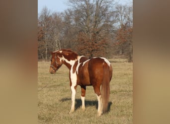 Poni cuarto de milla, Caballo castrado, 10 años, 142 cm, Tobiano-todas las-capas