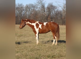 Poni cuarto de milla, Caballo castrado, 10 años, 142 cm, Tobiano-todas las-capas