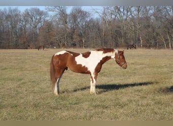 Poni cuarto de milla, Caballo castrado, 10 años, 142 cm, Tobiano-todas las-capas