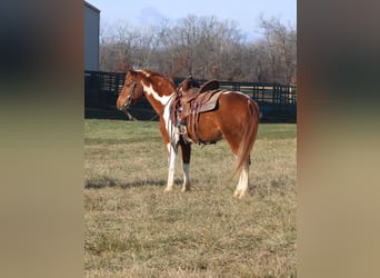 Poni cuarto de milla, Caballo castrado, 10 años, 142 cm, Tobiano-todas las-capas