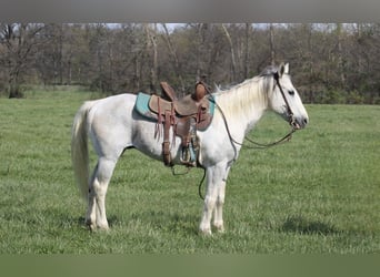 Poni cuarto de milla, Caballo castrado, 10 años, 142 cm, Tobiano-todas las-capas