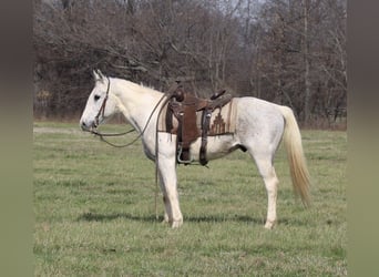Poni cuarto de milla, Caballo castrado, 10 años, 142 cm, Tobiano-todas las-capas