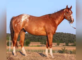 Poni cuarto de milla Mestizo, Caballo castrado, 10 años, 152 cm, Alazán