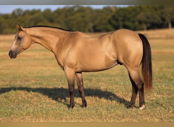 Poni cuarto de milla, Caballo castrado, 10 años, Buckskin/Bayo