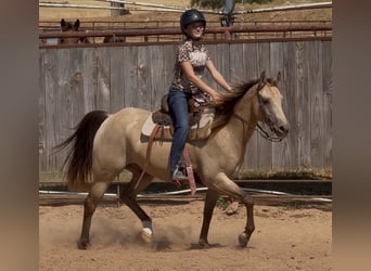Poni cuarto de milla, Caballo castrado, 10 años, Buckskin/Bayo