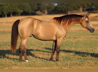 Poni cuarto de milla, Caballo castrado, 10 años, Buckskin/Bayo