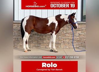 Poni cuarto de milla, Caballo castrado, 10 años, Pío