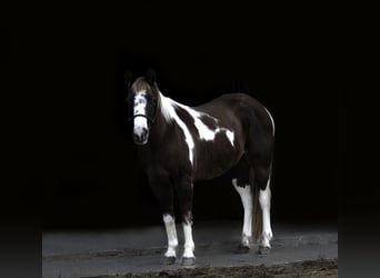 Poni cuarto de milla, Caballo castrado, 11 años, 122 cm