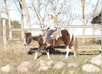 Poni cuarto de milla, Caballo castrado, 11 años, 122 cm