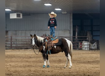 Poni cuarto de milla, Caballo castrado, 11 años, 122 cm