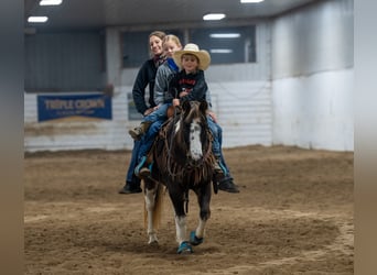 Poni cuarto de milla, Caballo castrado, 11 años, 122 cm