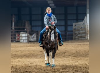 Poni cuarto de milla, Caballo castrado, 11 años, 122 cm