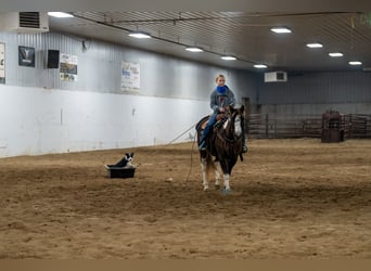 Poni cuarto de milla, Caballo castrado, 11 años, 122 cm