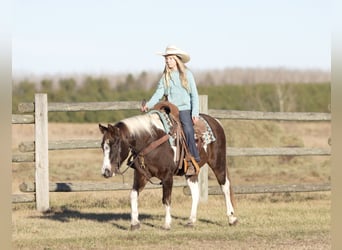 Poni cuarto de milla, Caballo castrado, 11 años, 122 cm