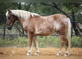 Poni cuarto de milla, Caballo castrado, 11 años, 130 cm