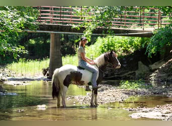 Poni cuarto de milla, Caballo castrado, 11 años, 132 cm, Pío