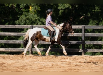 Poni cuarto de milla, Caballo castrado, 11 años, 132 cm, Pío