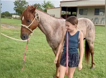 Poni cuarto de milla, Caballo castrado, 11 años, 135 cm, Ruano alazán