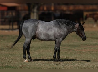 Poni cuarto de milla, Caballo castrado, 11 años, 142 cm, Ruano azulado