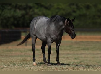 Poni cuarto de milla, Caballo castrado, 11 años, 142 cm, Ruano azulado